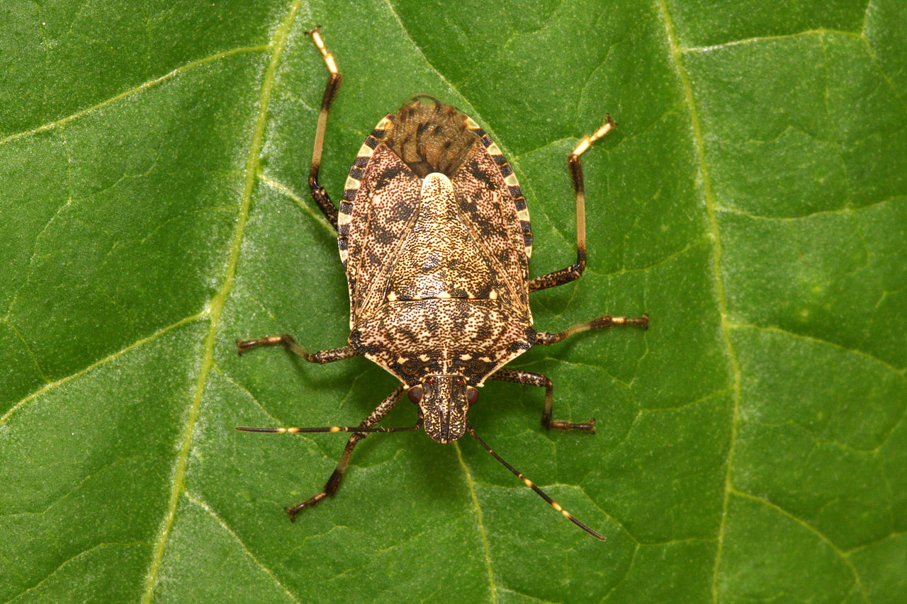 Expert advice to keep the bugs out of your house this season